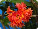 Dendrobium X usitae 'Red Coral'